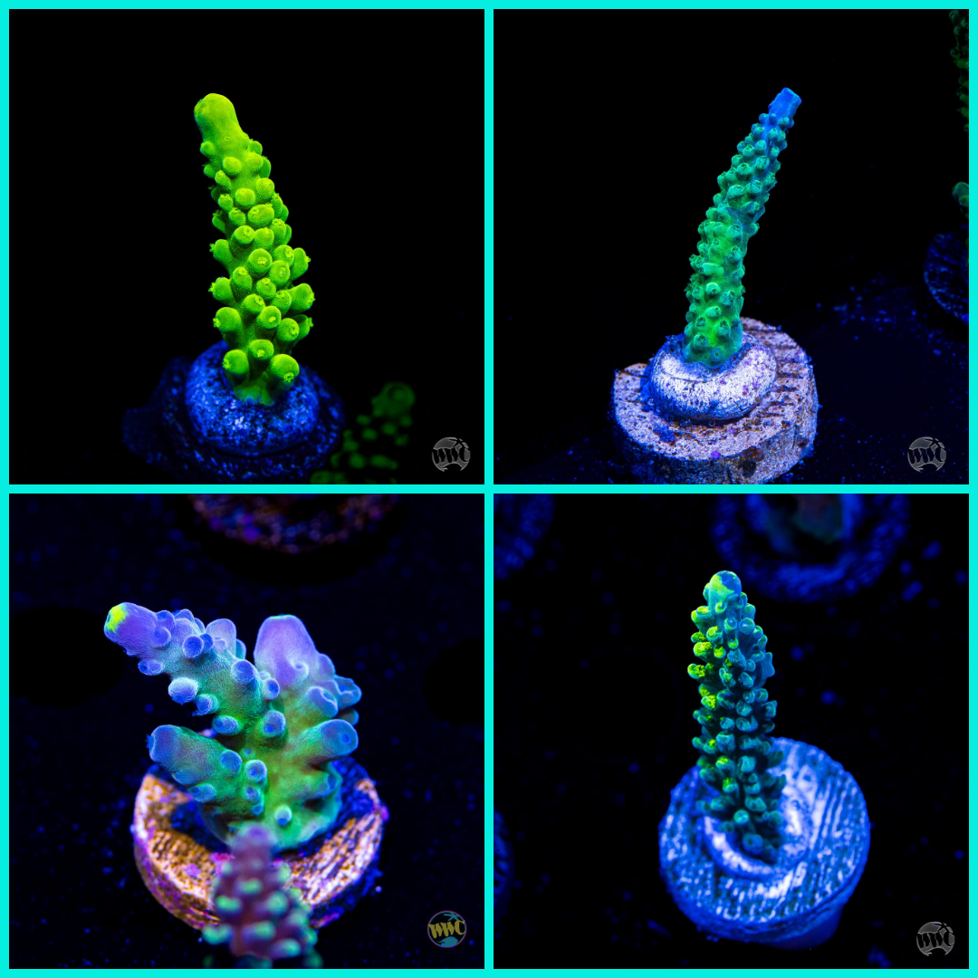 All Out Blitz Beginner Acropora Frag Pack