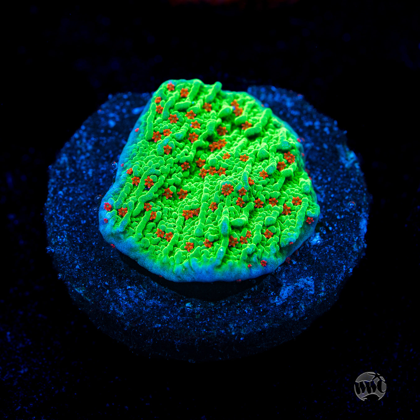 Seasons Greetings Montipora Coral