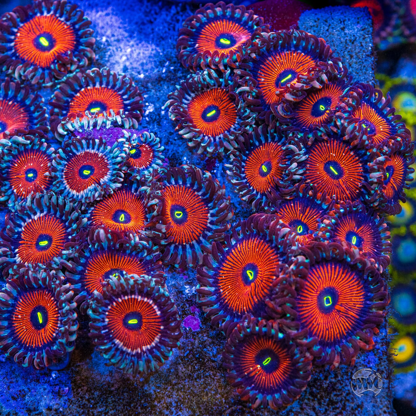 Seduction Zoanthids - Mother Colony