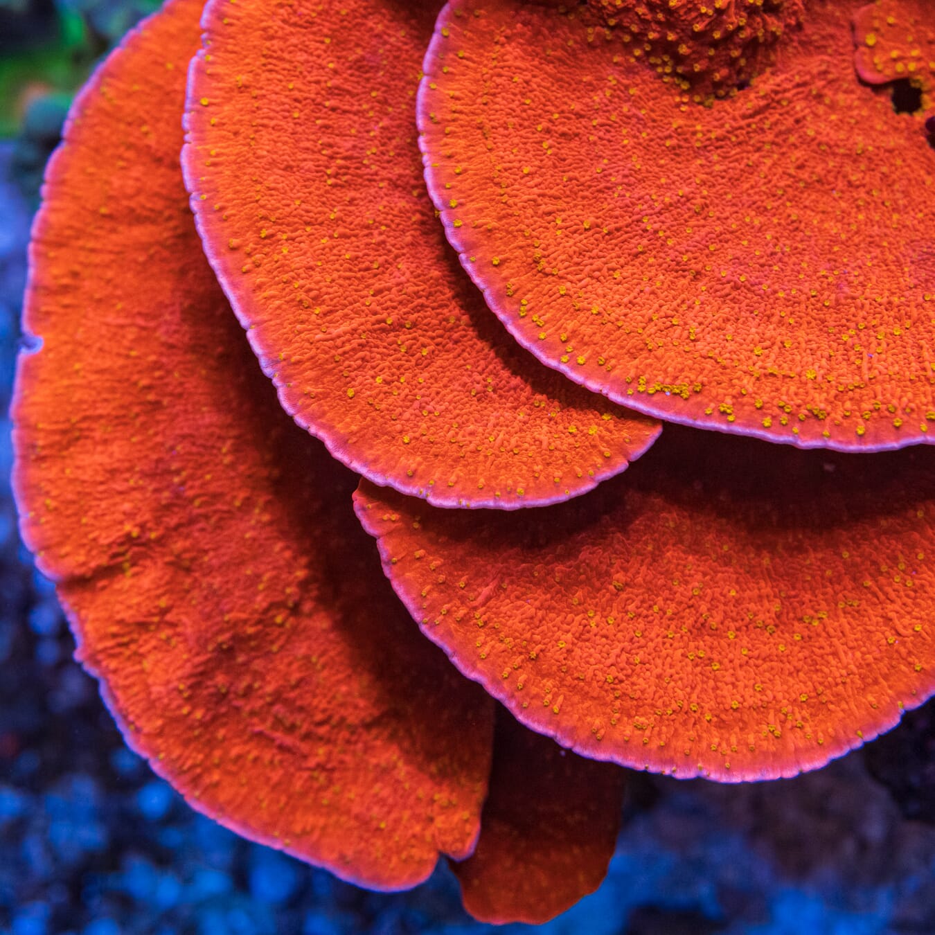 Starburst Cap Montipora Coral