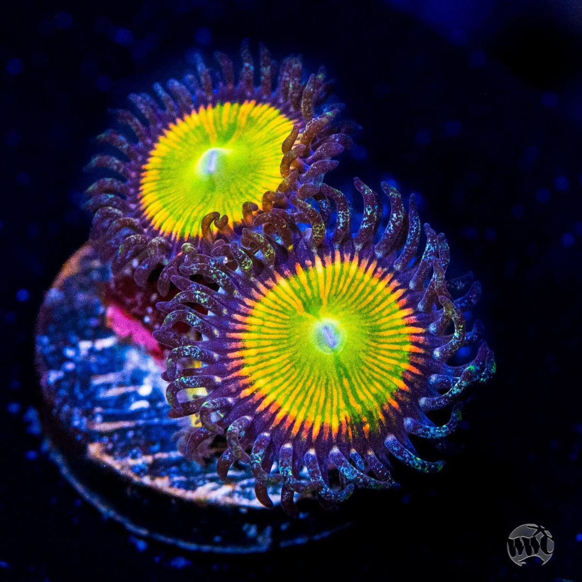 Sunny D Zoanthids