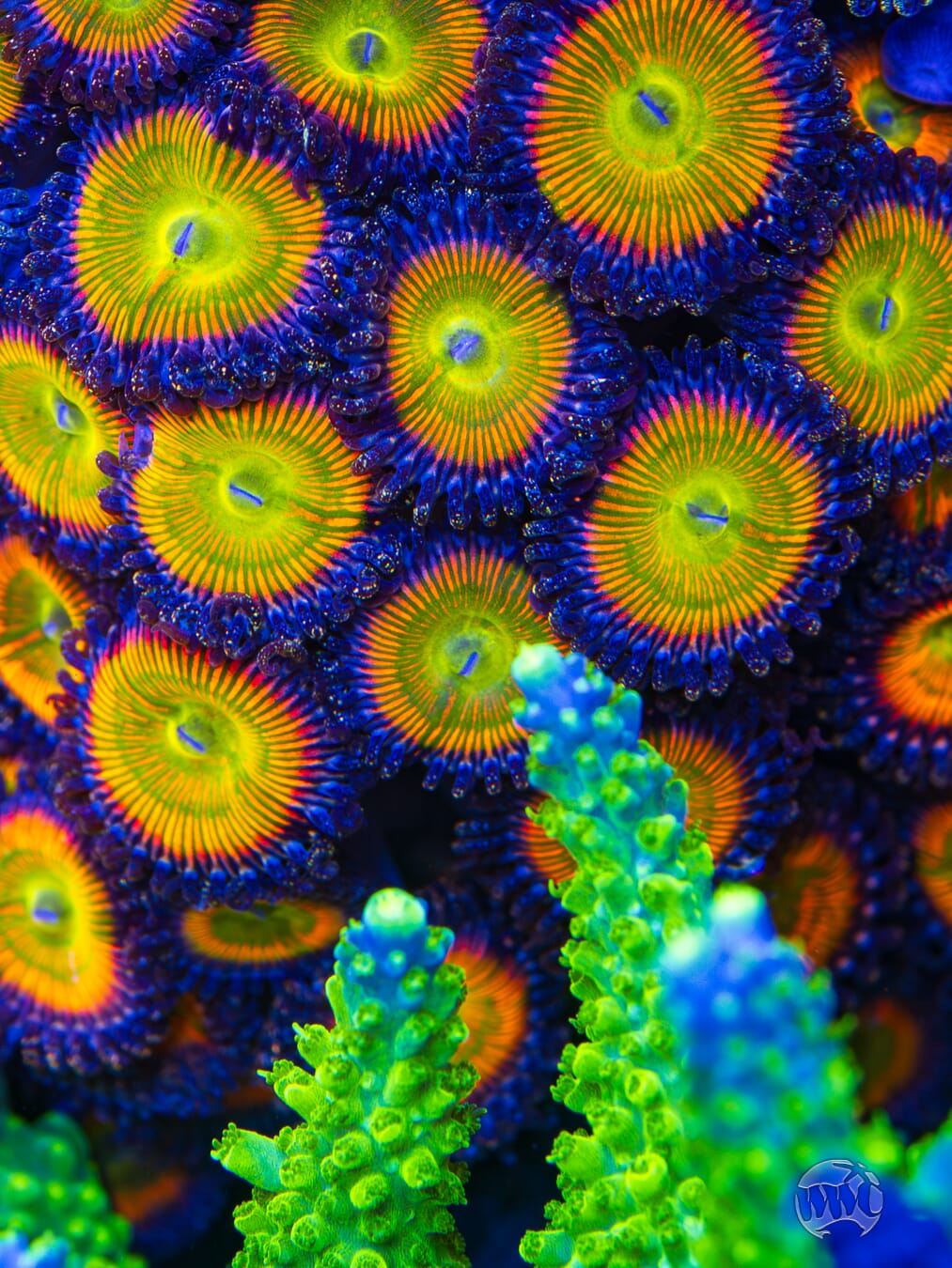 Sunny D Zoanthids - Mother Colony