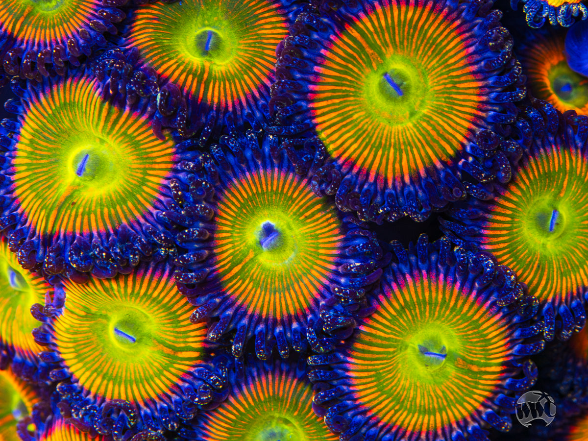 Sunny D Zoanthids