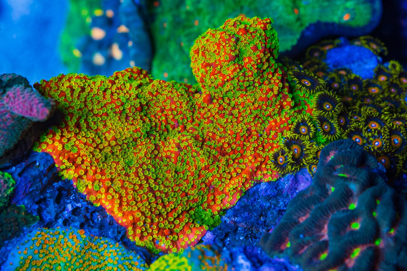 Sunset Montipora Coral
