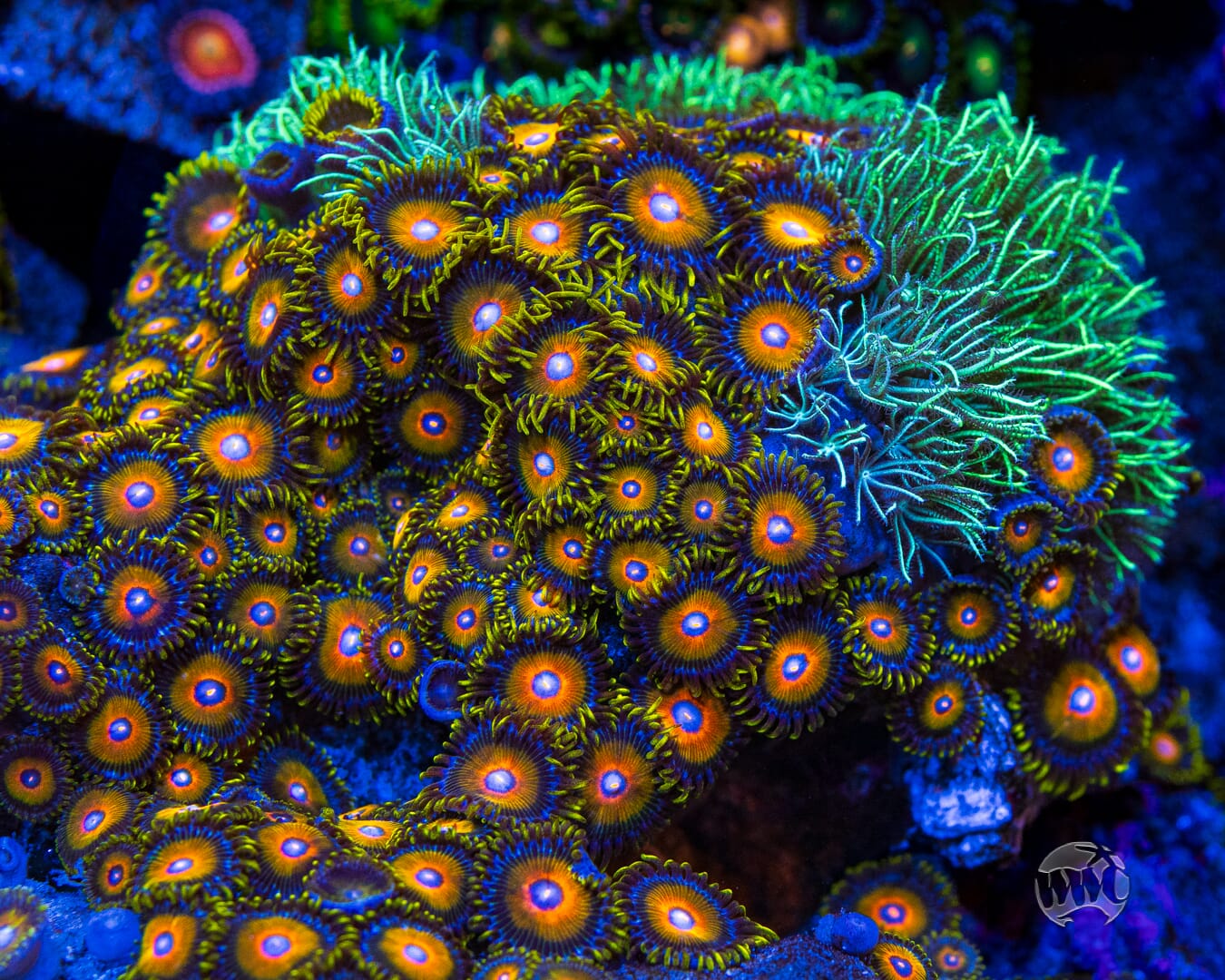 Super Saiyan Zoanthids - Mother Colony