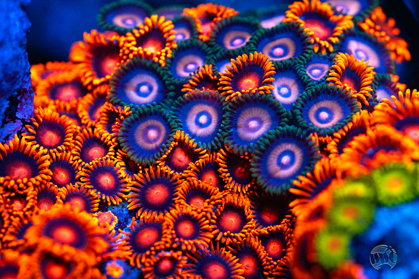 Supergirls Zoanthids