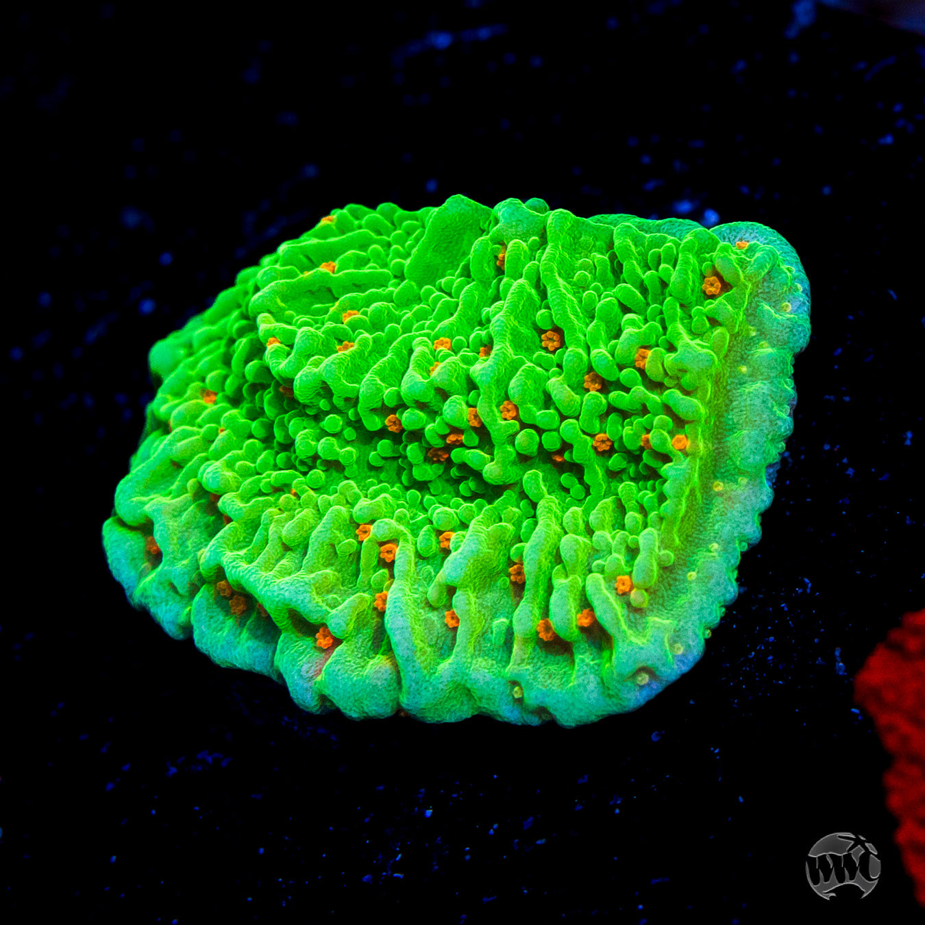 Tequila Sunrise Montipora Coral