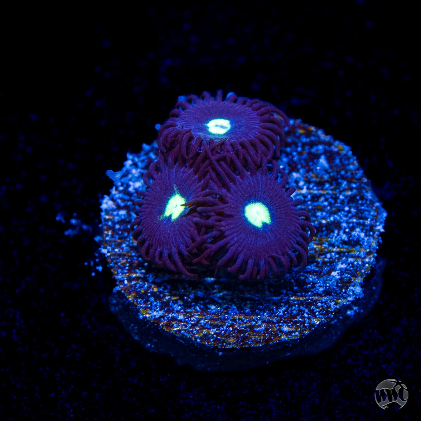 Tic Tac Zoanthids