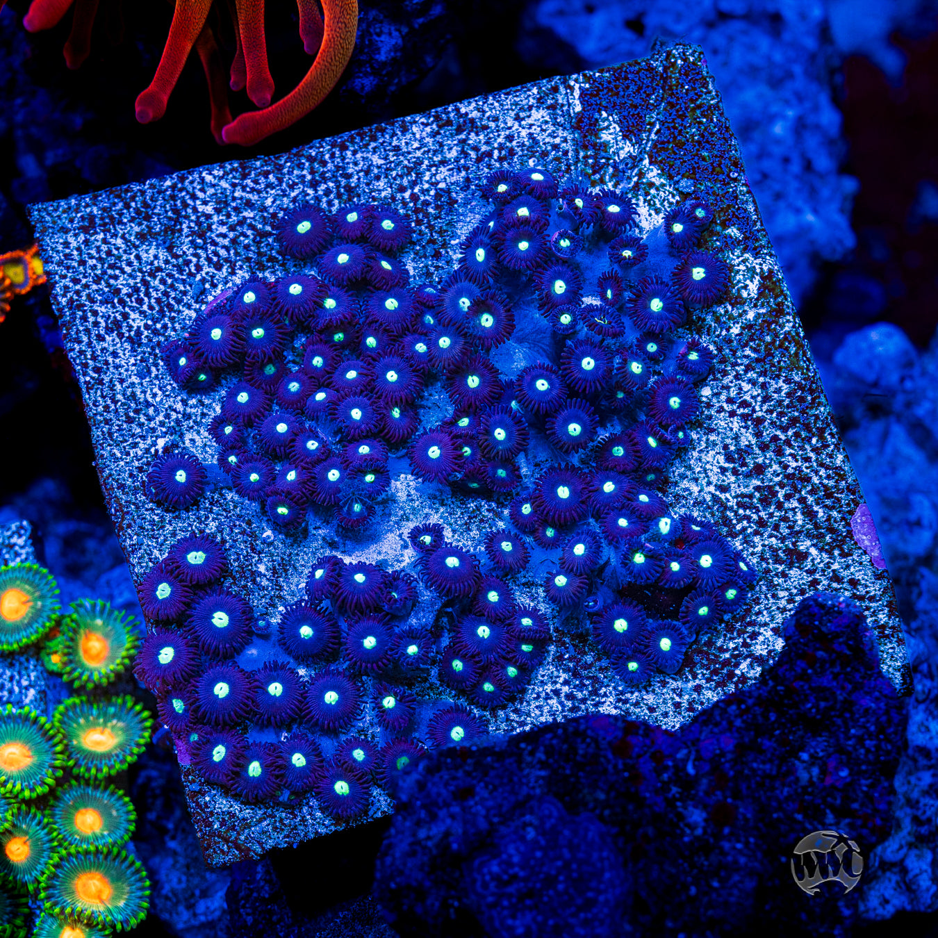 Tic Tac Zoanthids