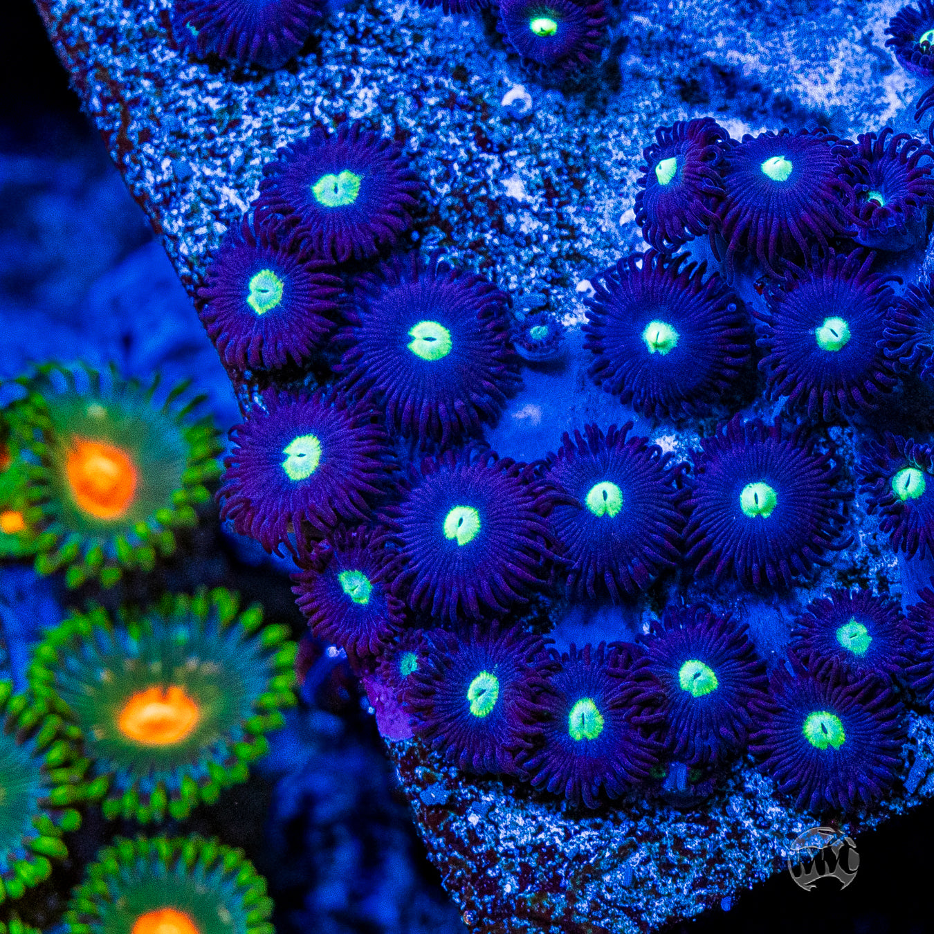 Tic Tac Zoanthids