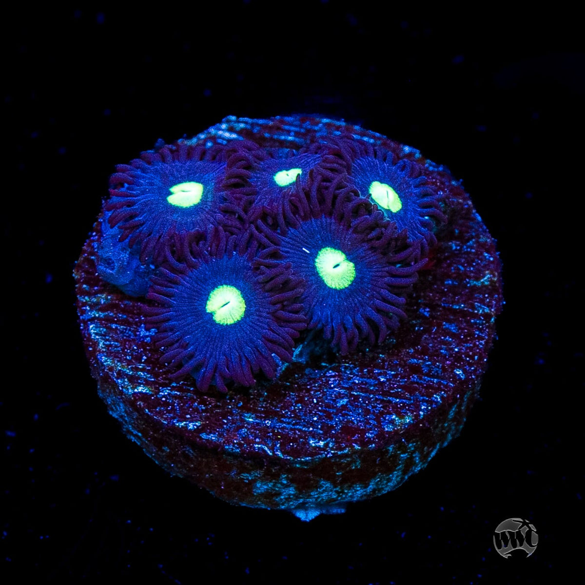 Tic Tac Zoanthids