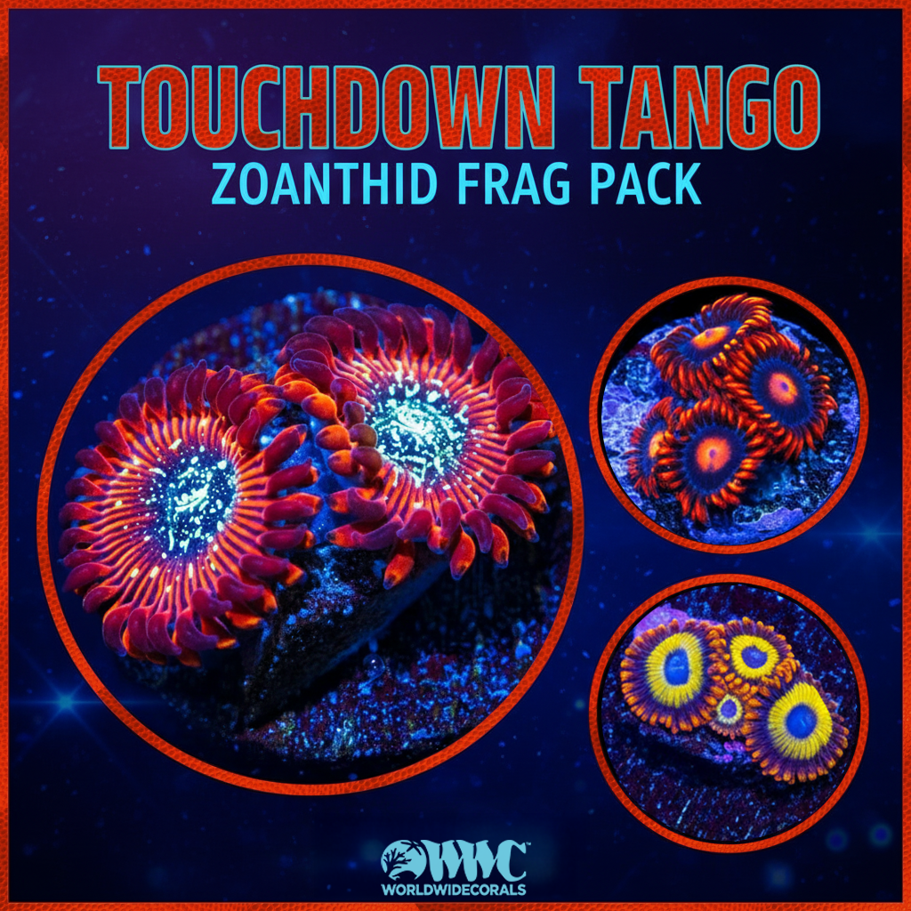 Touchdown Tango Zoanthid Frag Pack