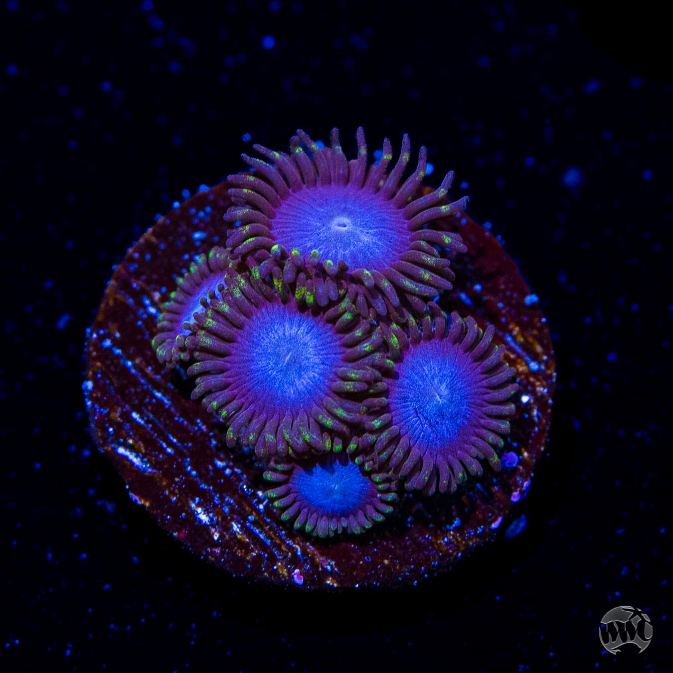 Tubbs Blues Zoanthids