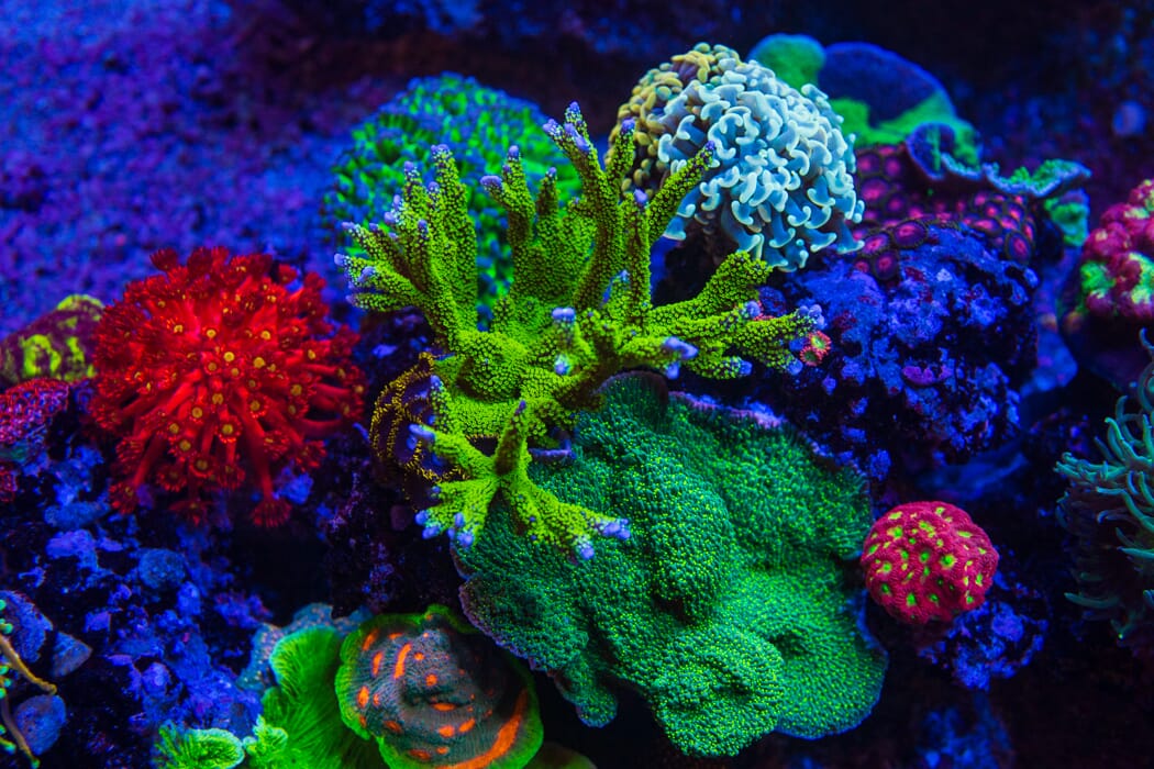 Tubbs Stellata Montipora Coral