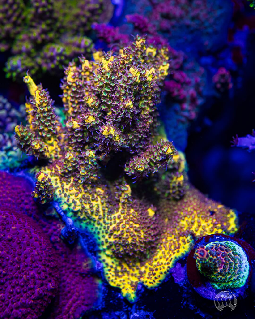 Tyree Pink Lemonade Acropora - Mother Colony Photo