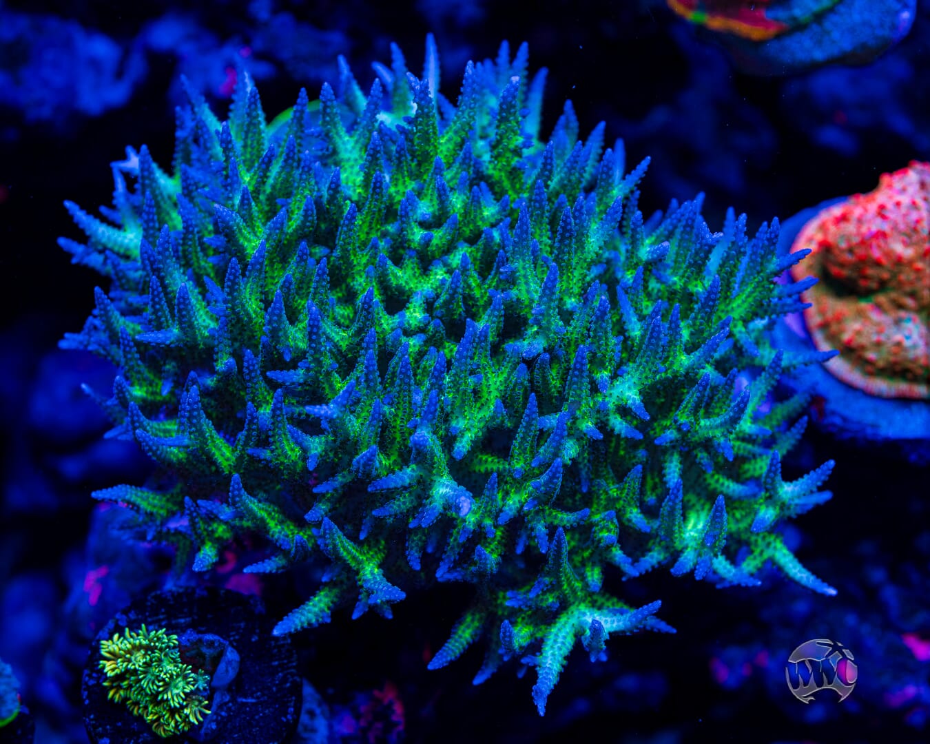 Tyree Pohnpei Birdsnest Coral