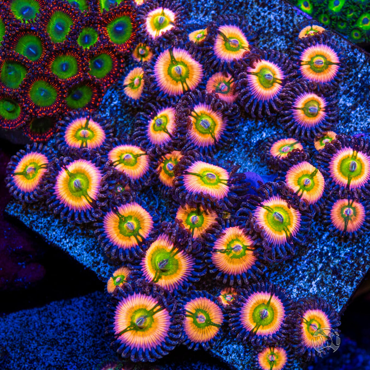 Tyree Rainbow Infusion Zoanthids - Mother Colony