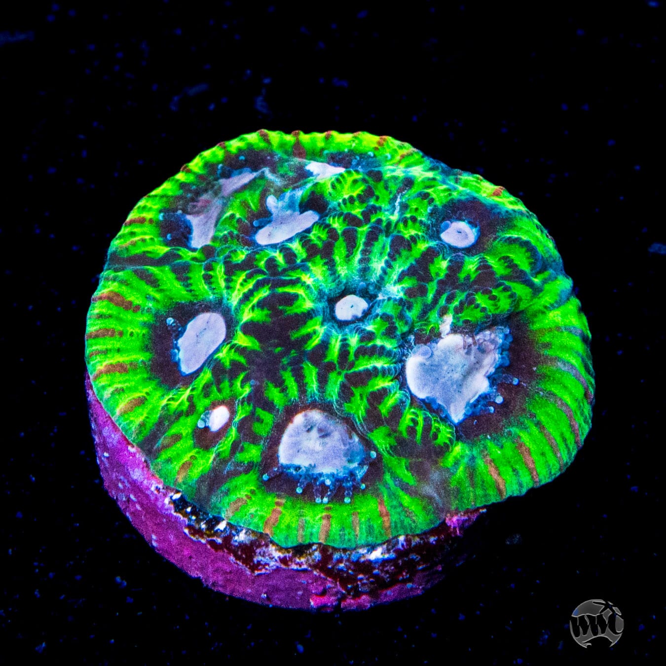 Tyree Space Ghost Favites Coral