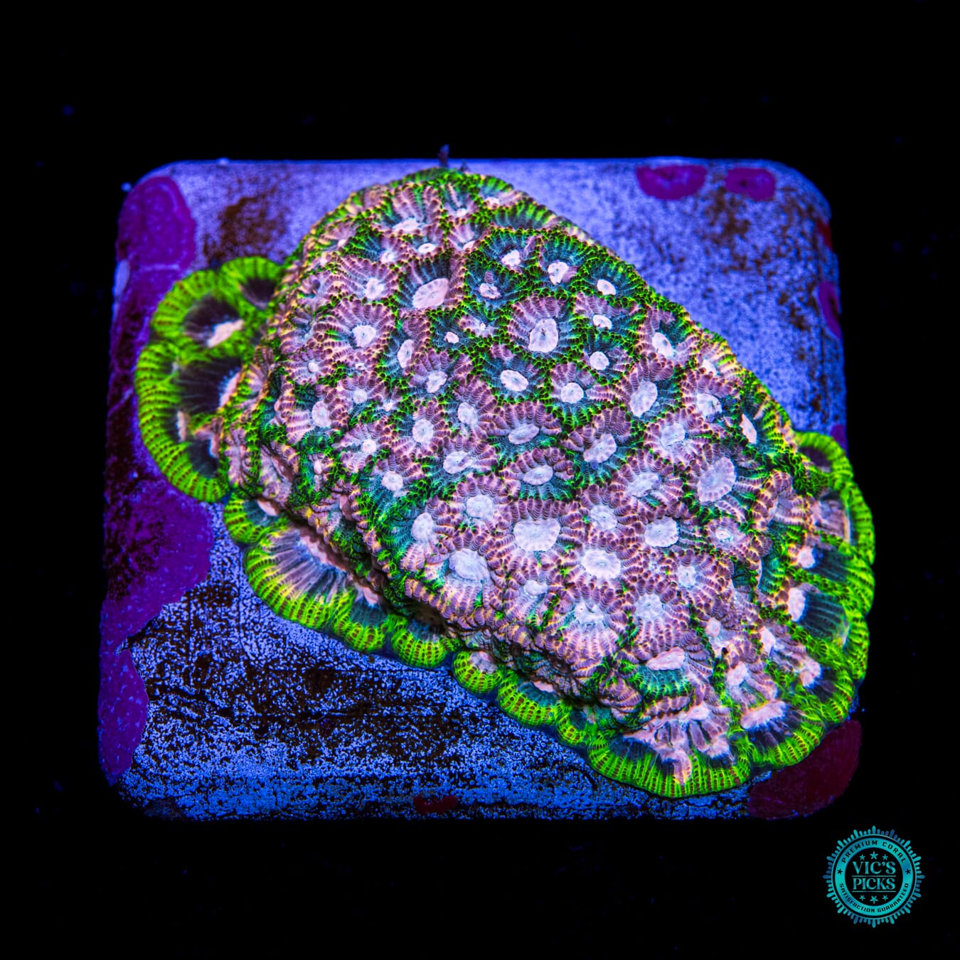 Tyree Space Ghost Favites Coral