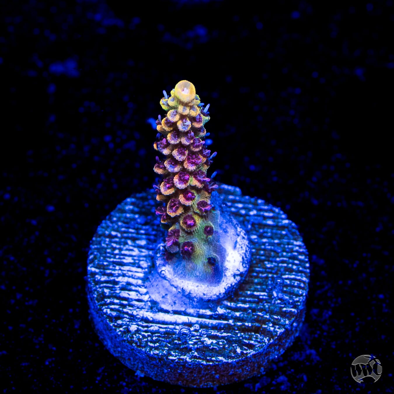 Tyree Pink Lemonade Acropora