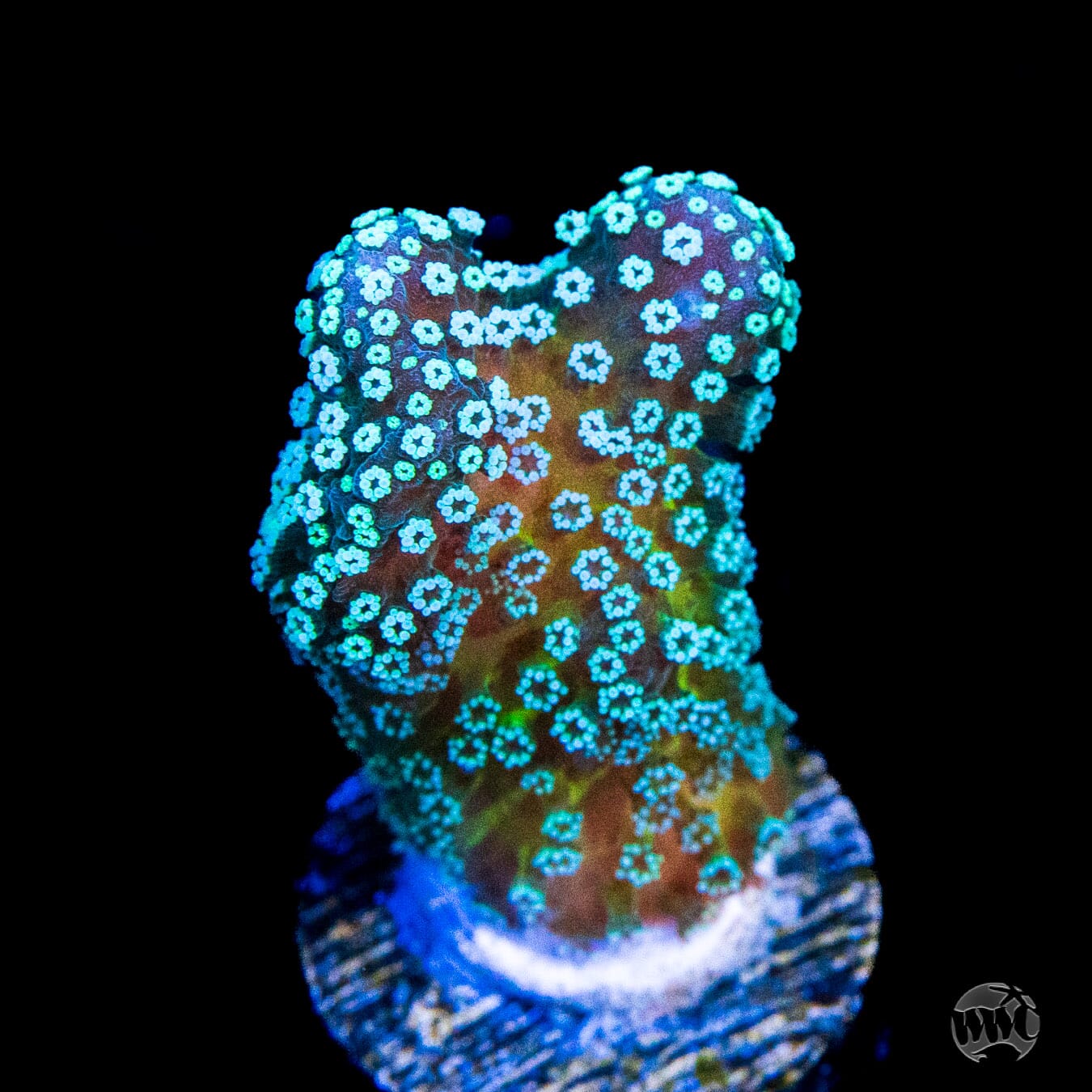 Tyree Rainbow Stylophora Coral