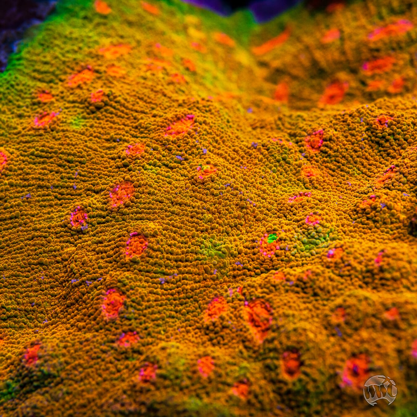 Tyree Mummy Eye Chalice Coral