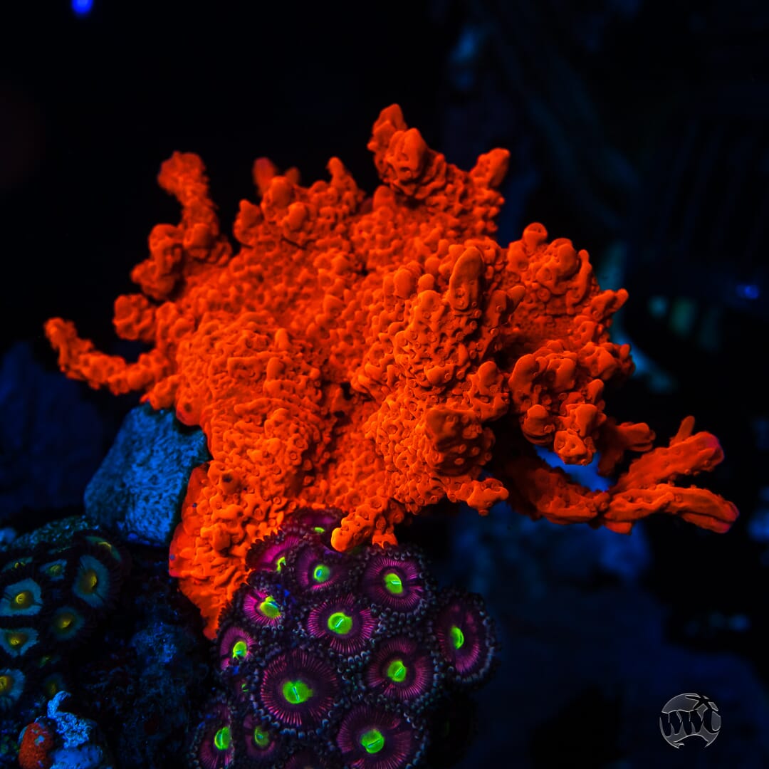 Tyree Orange Setosa Montipora - Mother Colony