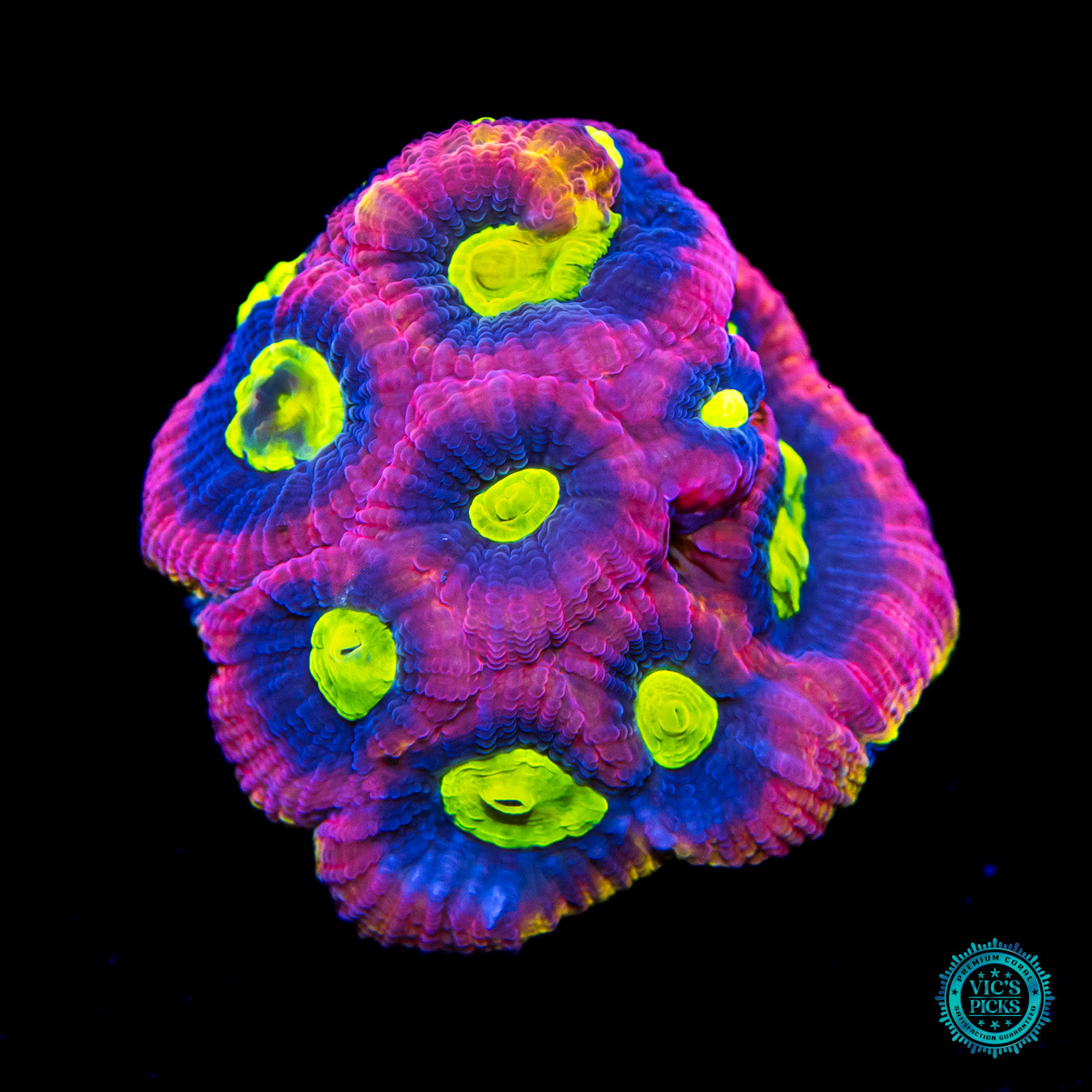 Dragon Soul Prism Goniastrea Coral