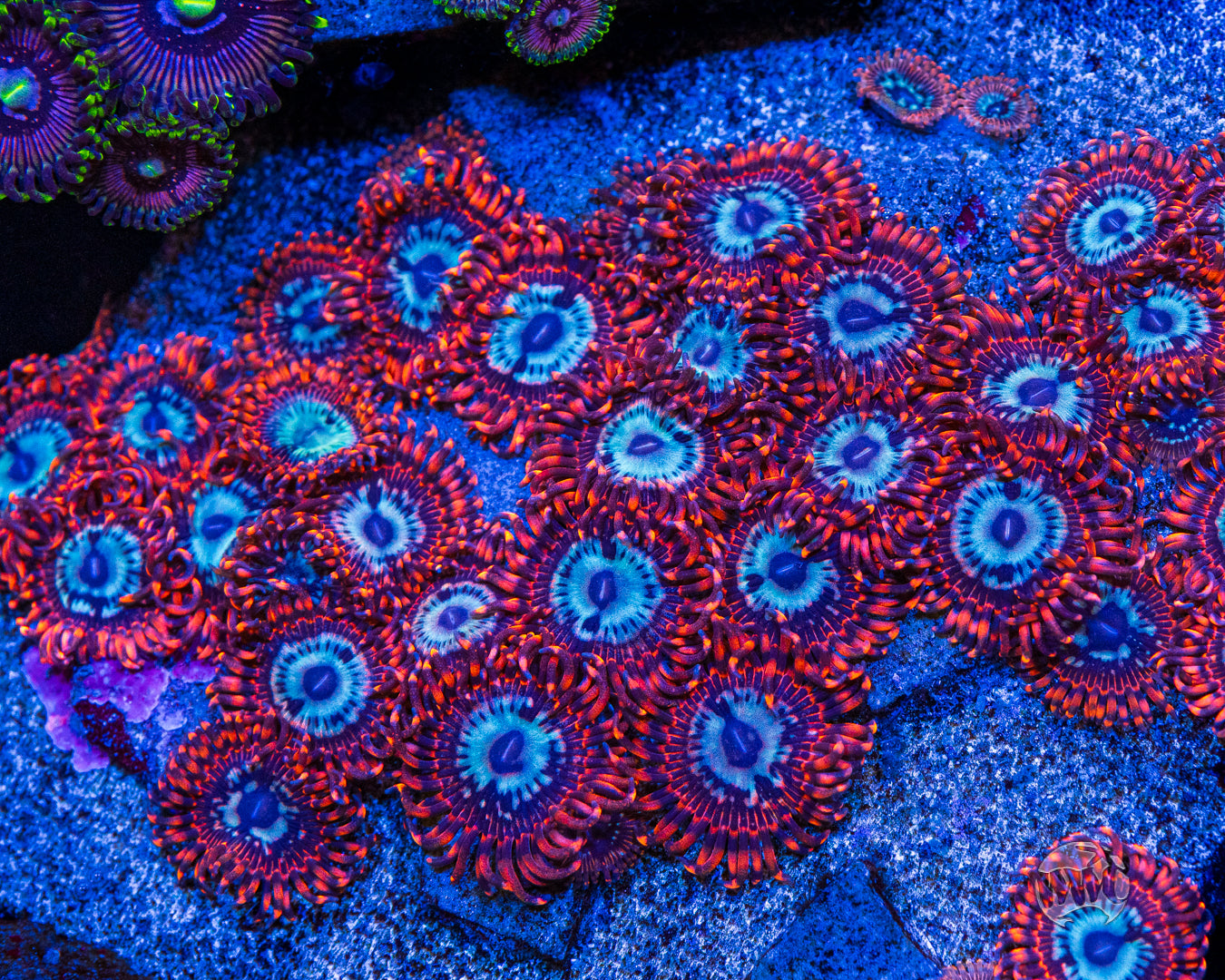 Utter Peace Zoanthids