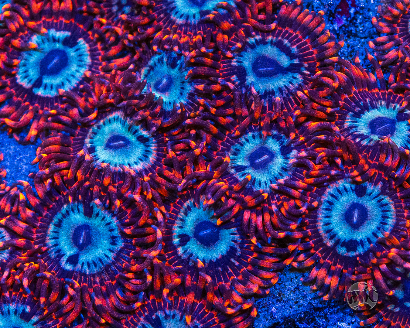 Utter Peace Zoanthids