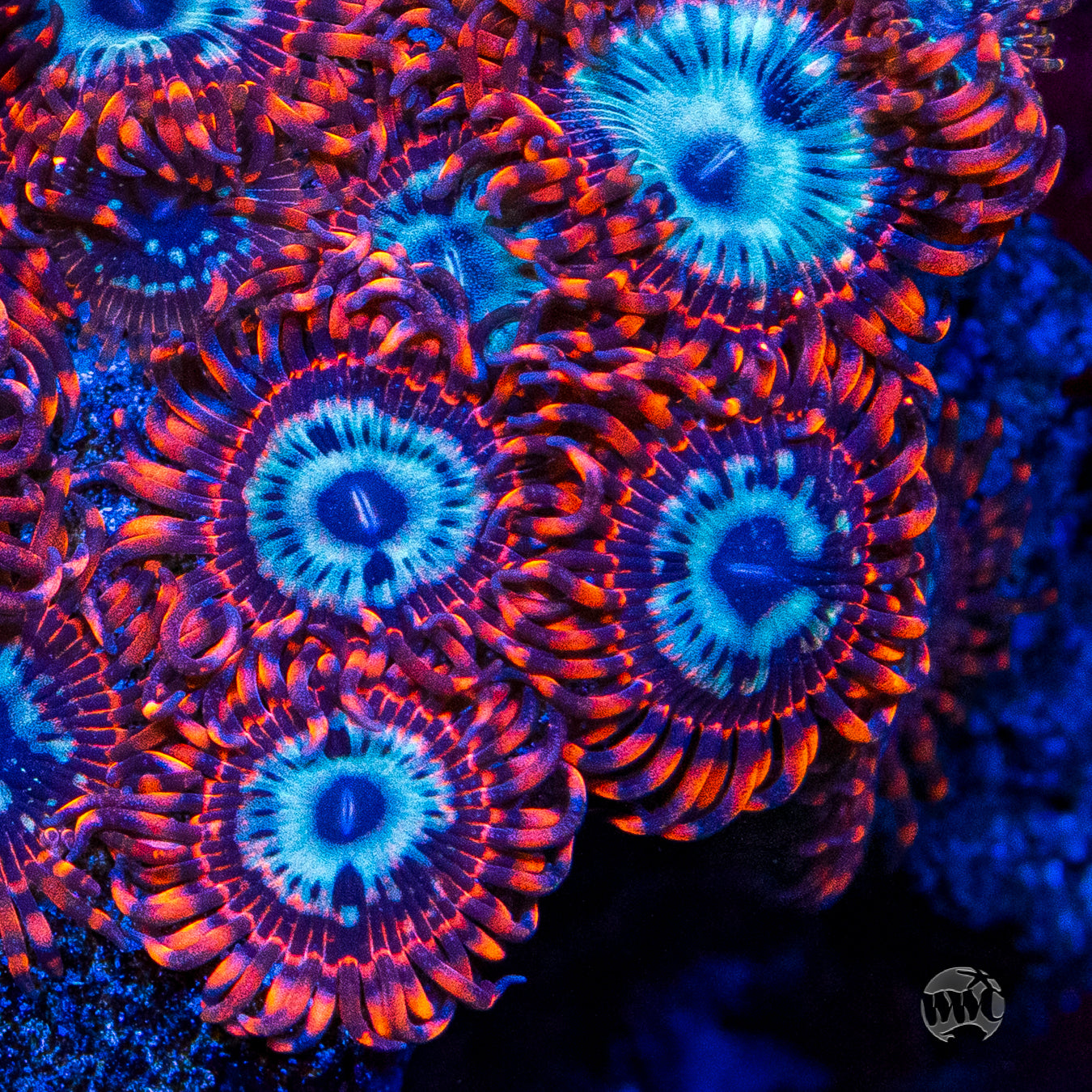 Utter Peace Zoanthids