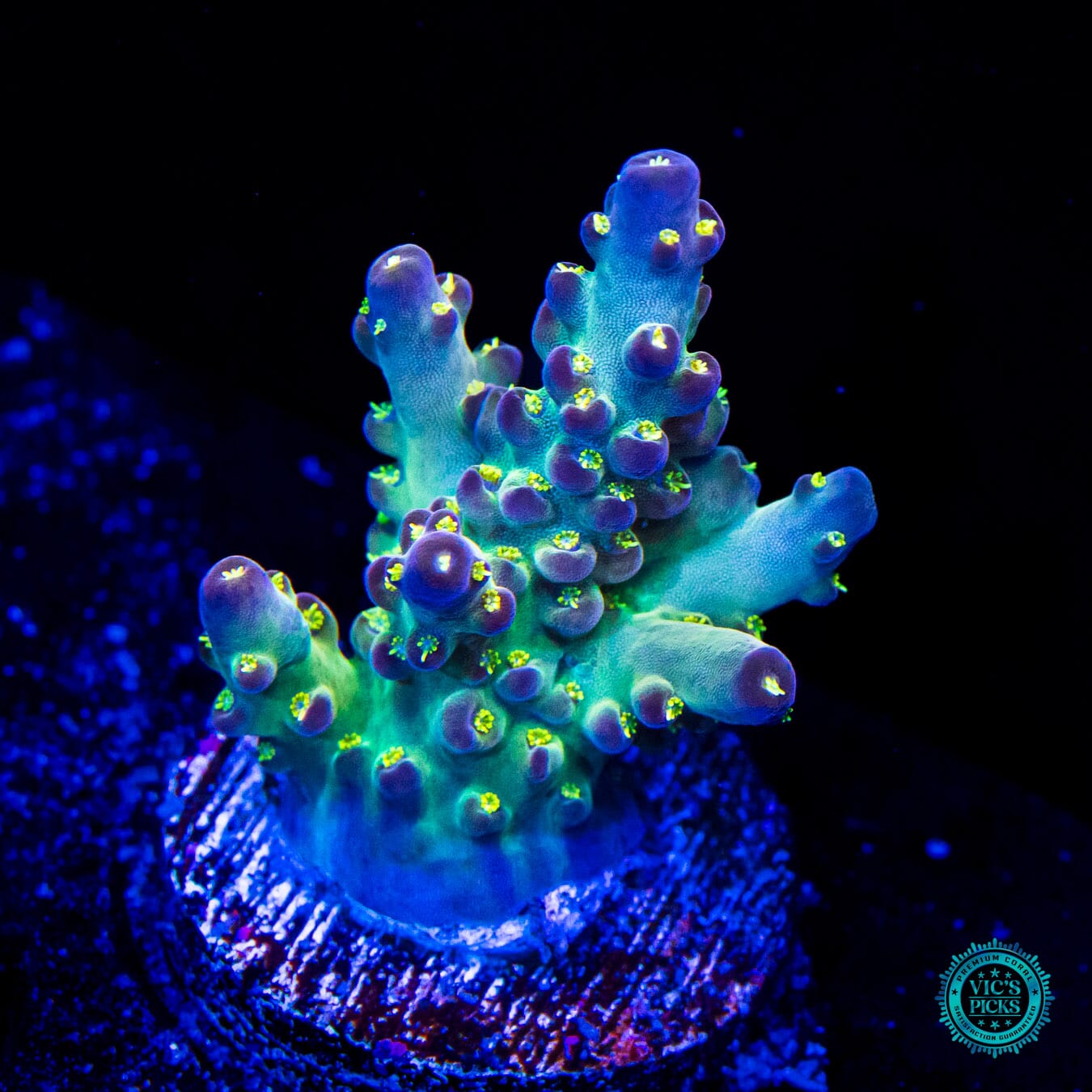 WWC Aurora Acropora