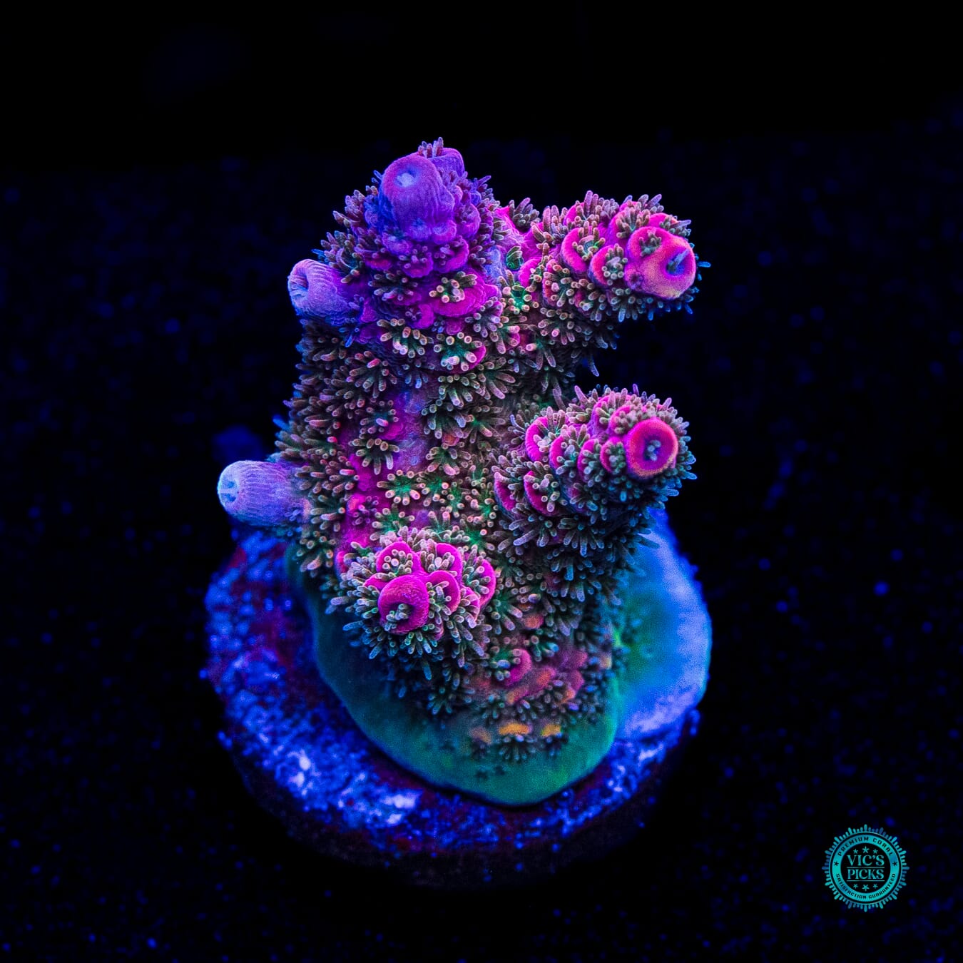 WWC Suicide Squad Acropora - Daylight Photo