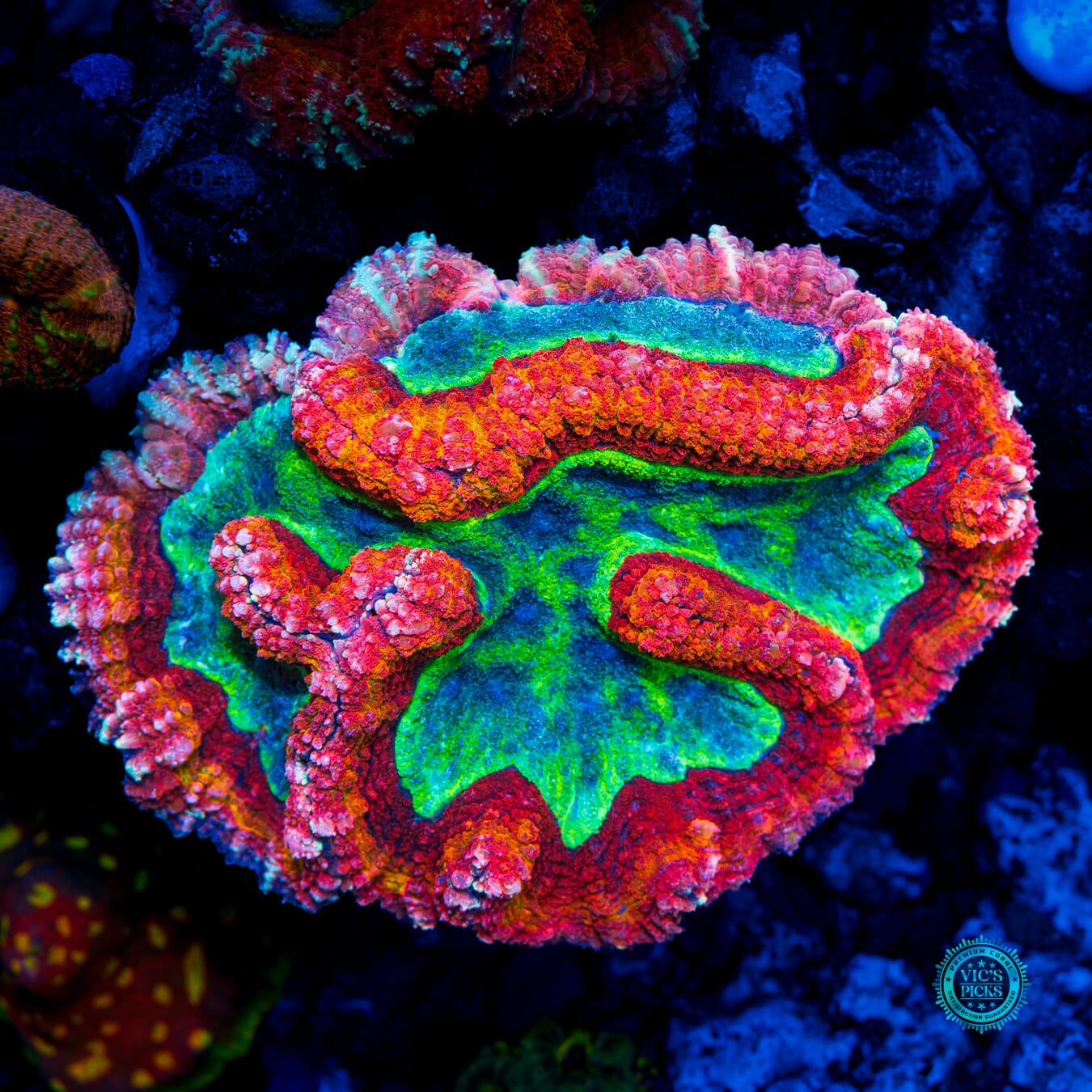 Christmas Vibes Symphyllia - Daylight Photo