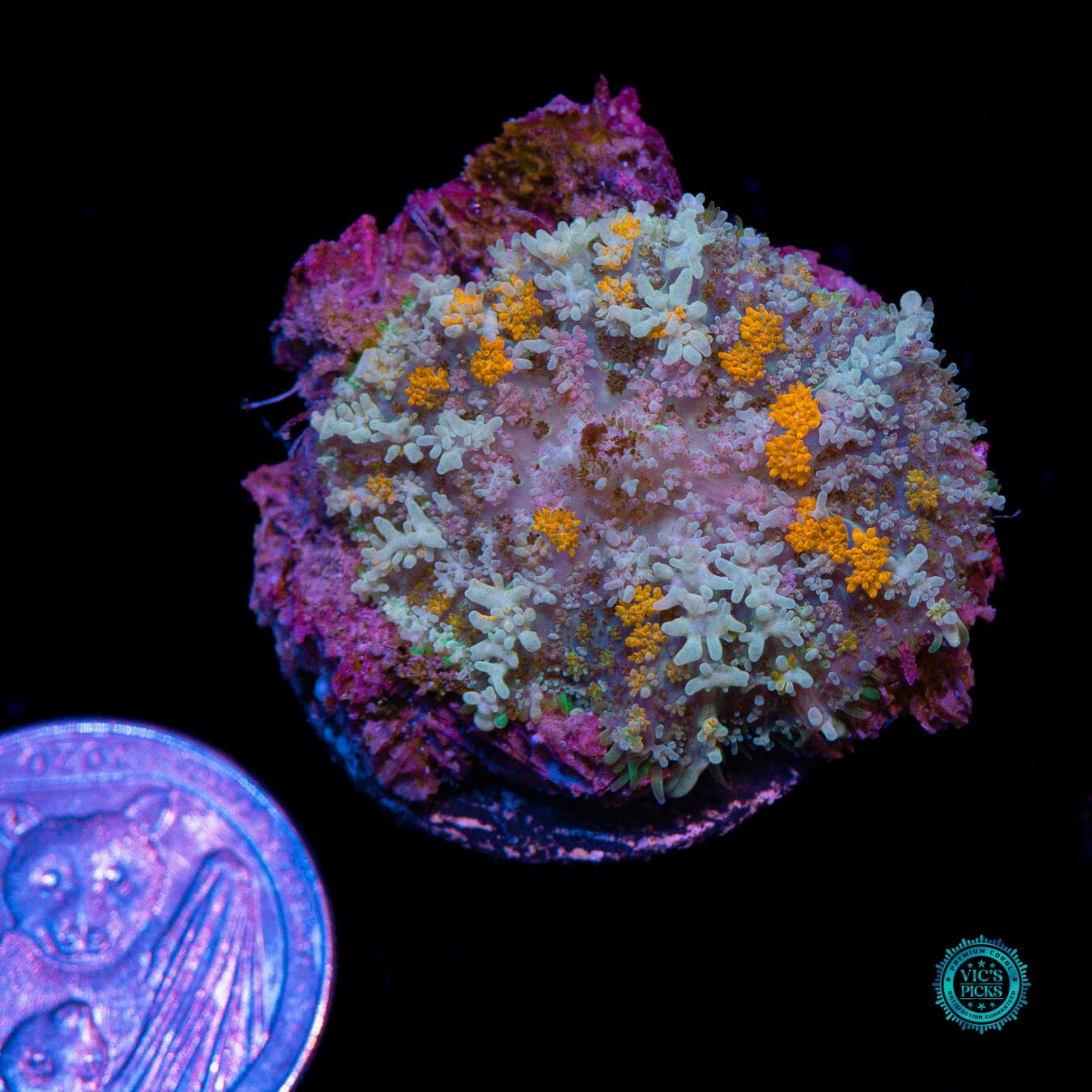 Moon Phaser Rhodactis Mushroom - Actinic Photo