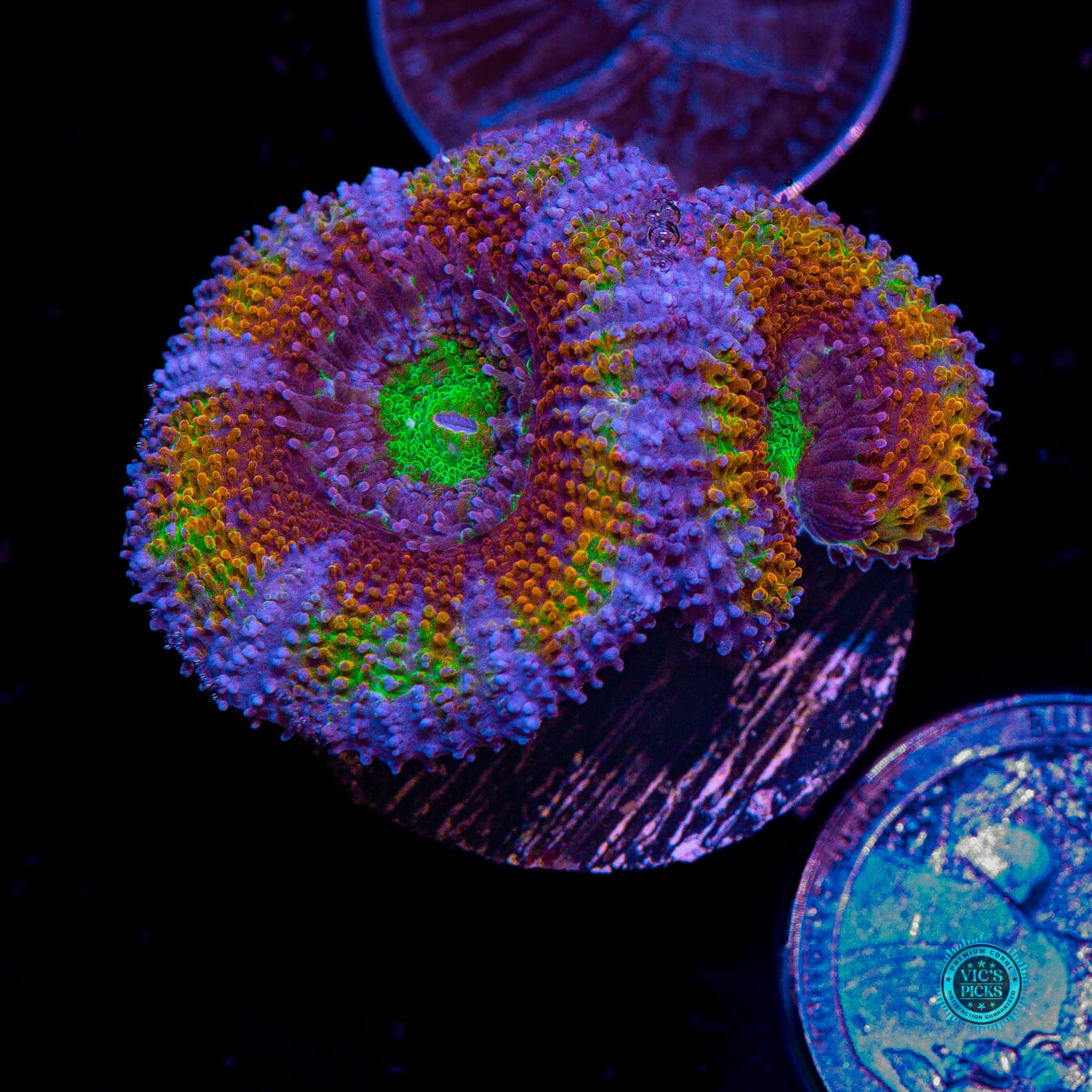 WWC Mystery Machine Aussie Lord - Actinic Photo