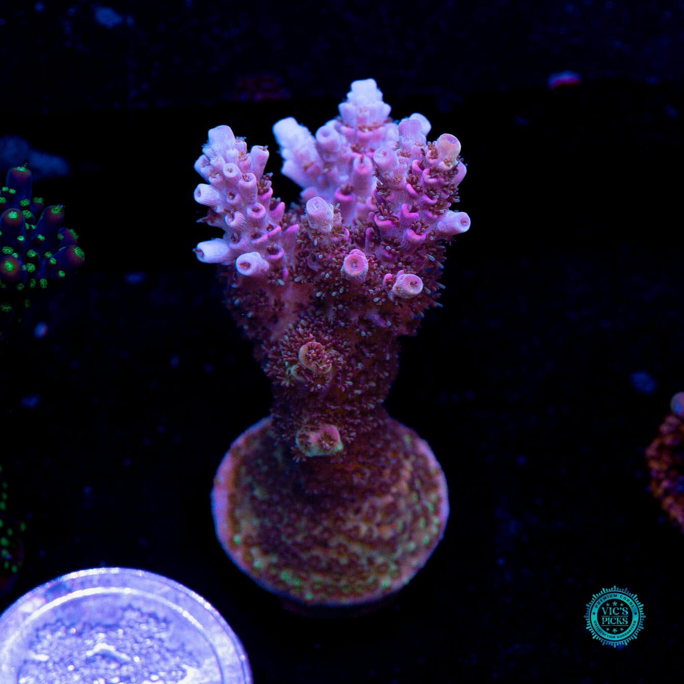 WWC Razzle Dazzle Acropora - Actinic Photo