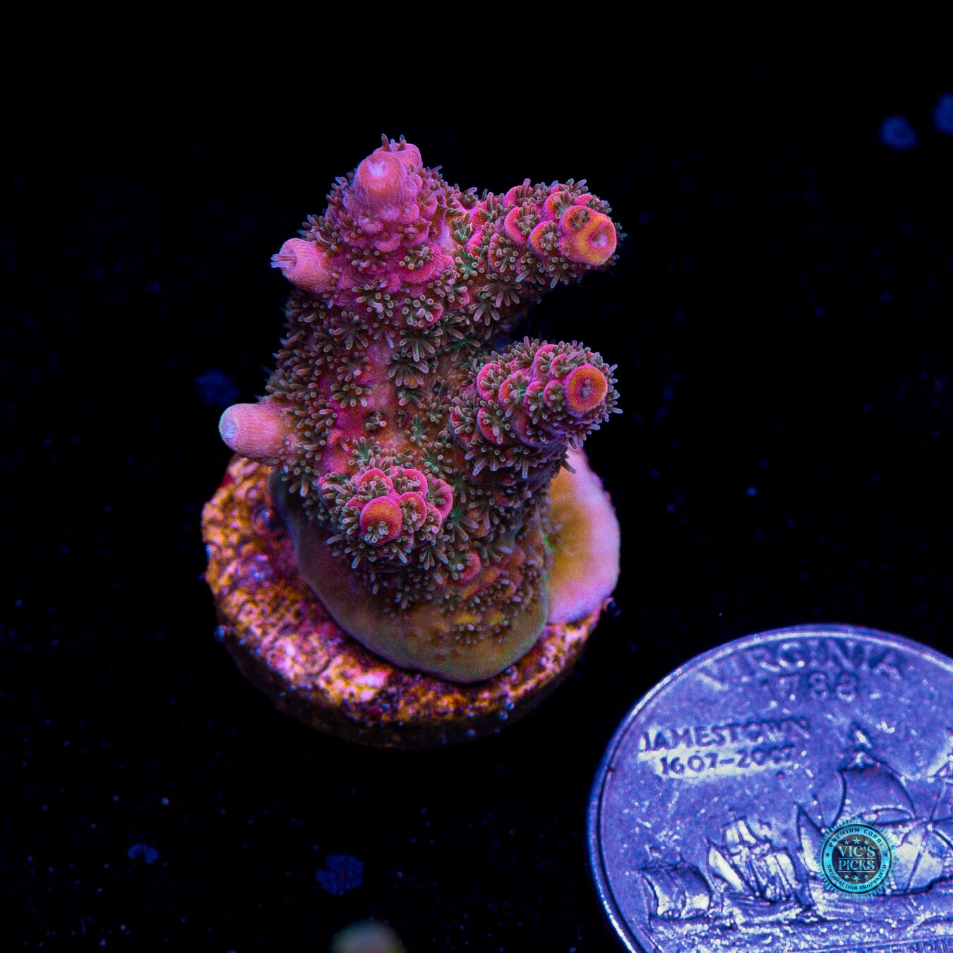 WWC Suicide Squad Acropora - Actinic Photo