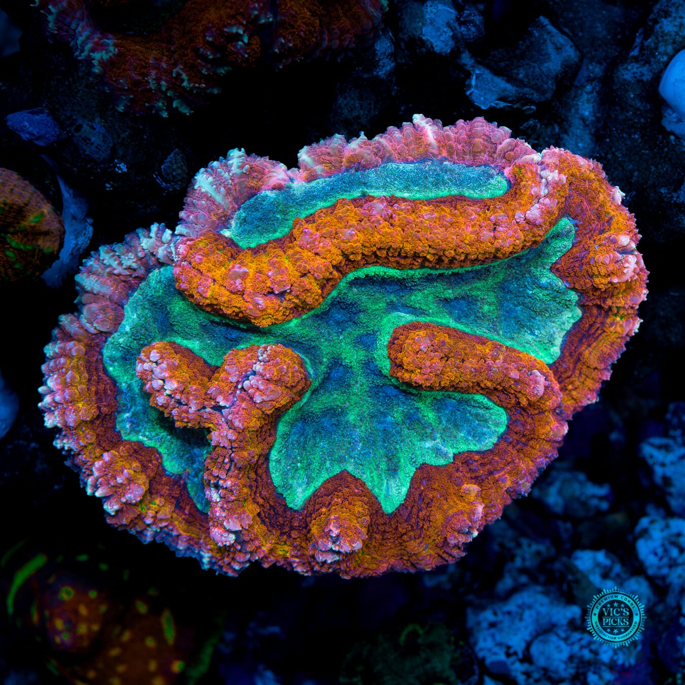 Christmas Vibes Symphyllia - Actinic Photo