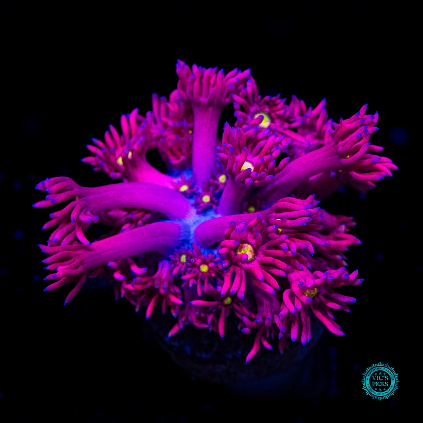 WWC Pushin up Daisies Goniopora - Daylight Photo