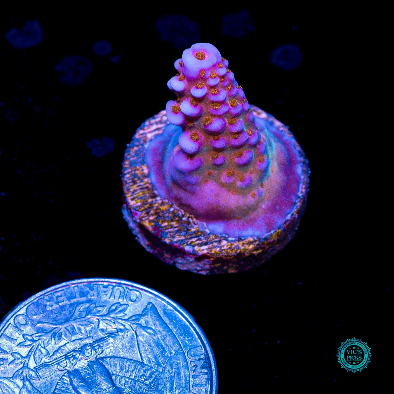 WWC All Star Acropora - Actinic Photo