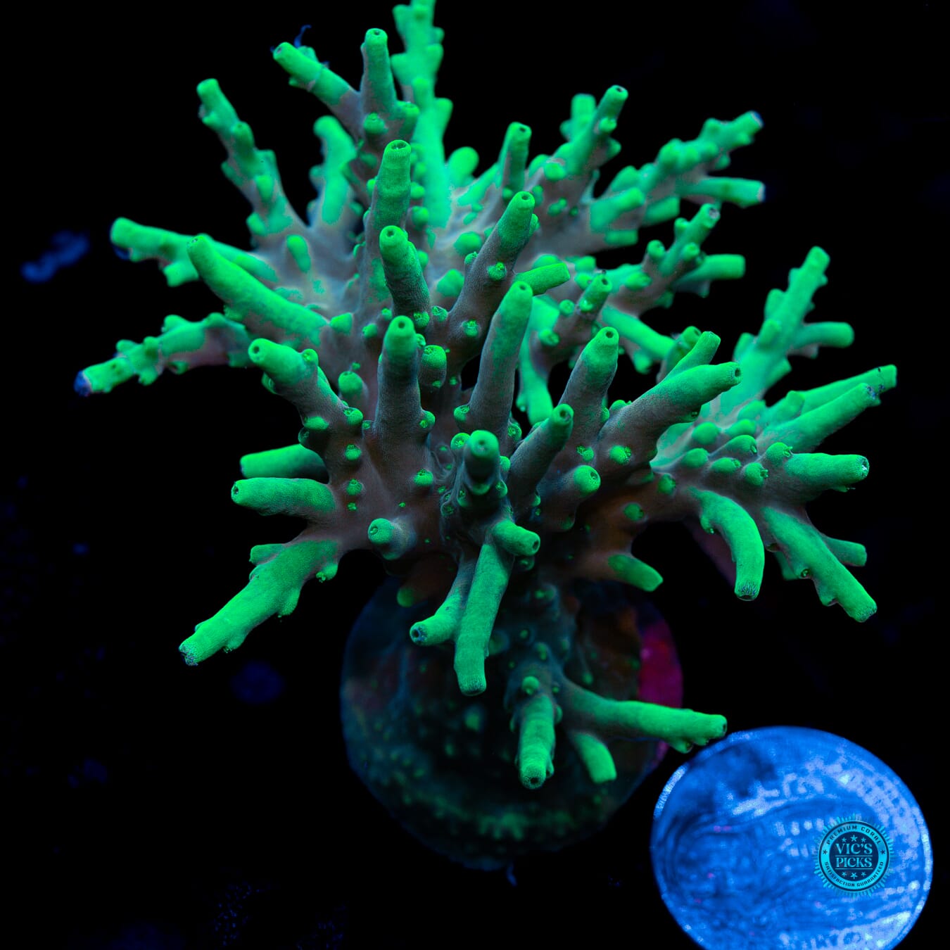 WWC Yodaz Acropora - Actinic Photo