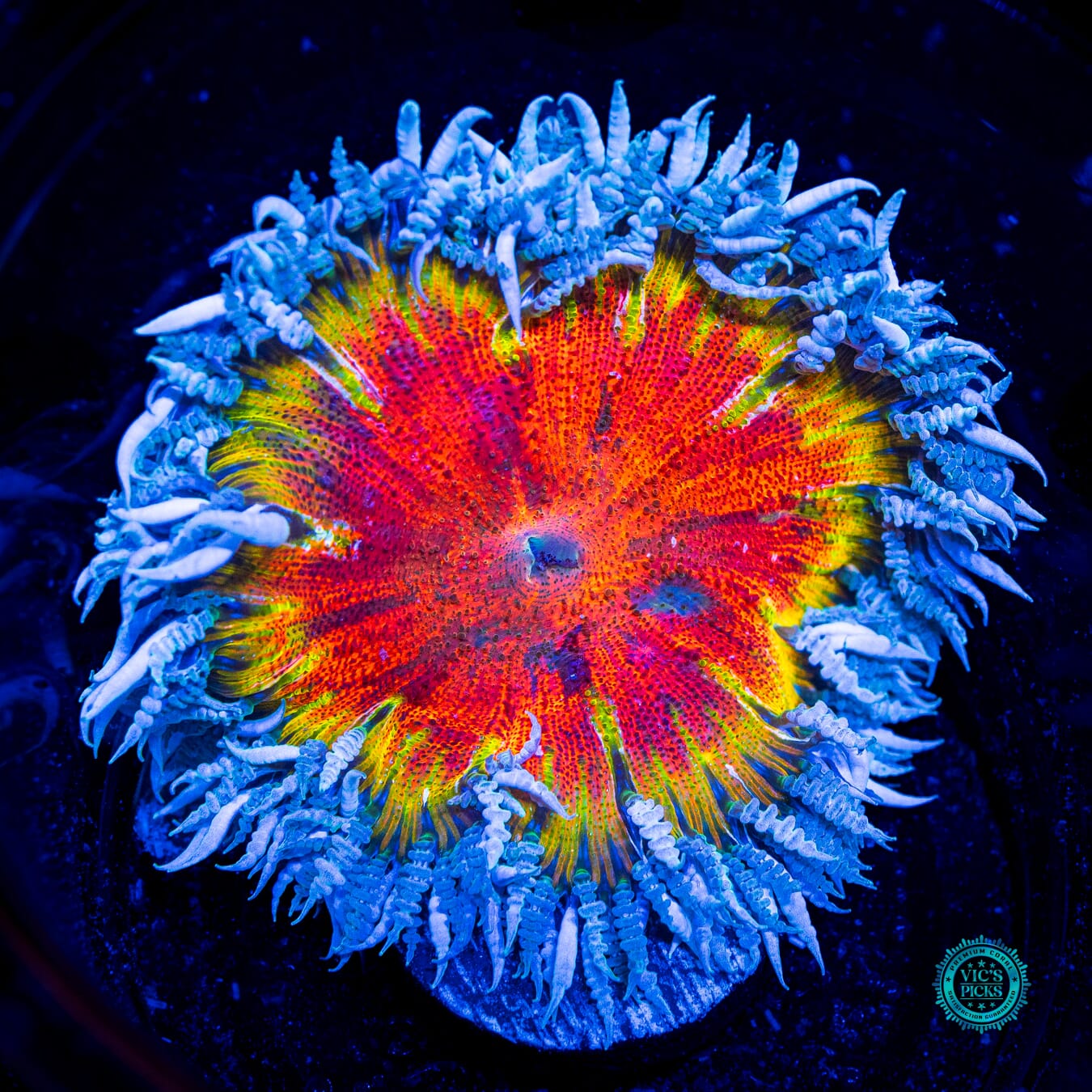 Burning Sun Flower Anemone - Daylight Photo