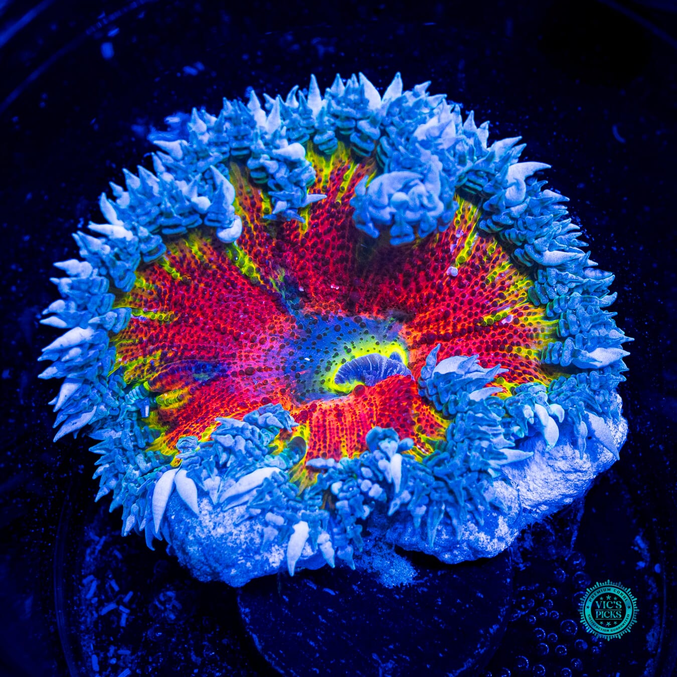 Fire n Ice Flower Anemone - Daylight Photo
