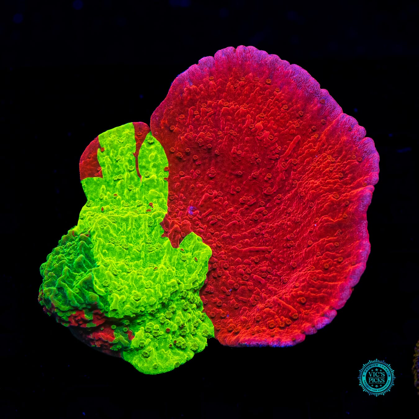 WWC Triple Threat Grafted Montipora - Daylight Photo