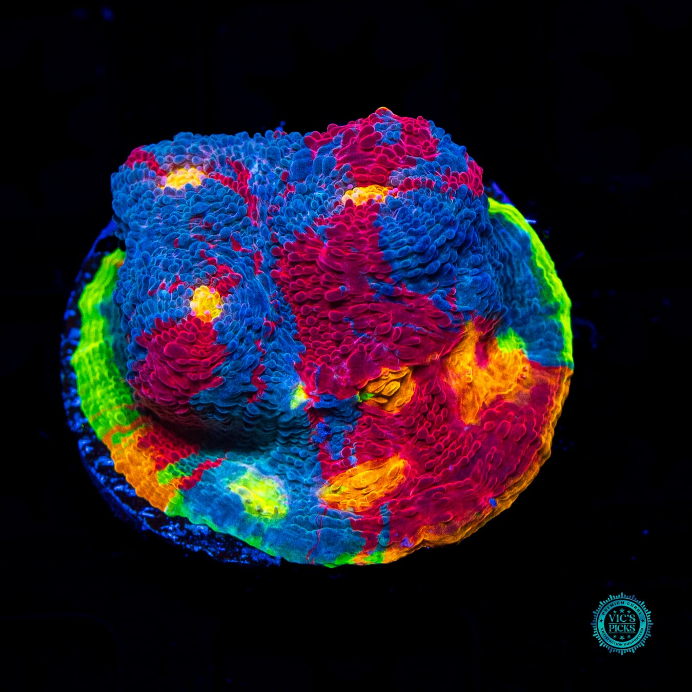 WWC Supa Fly Rainbow Chalice - Daylight Photo