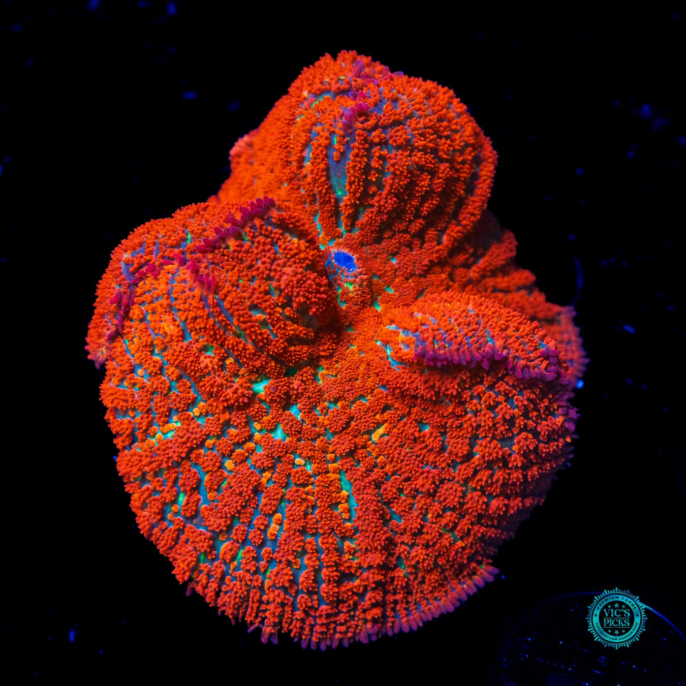WWC Detonator Rhodactis Mushroom - Daylight Photo