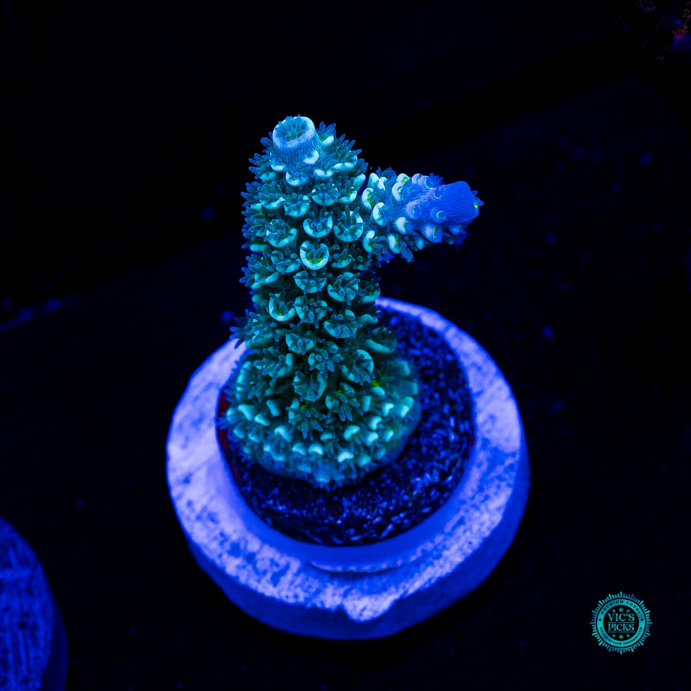 WWC Blue Hoeksemai Acropora - Daylight Photo