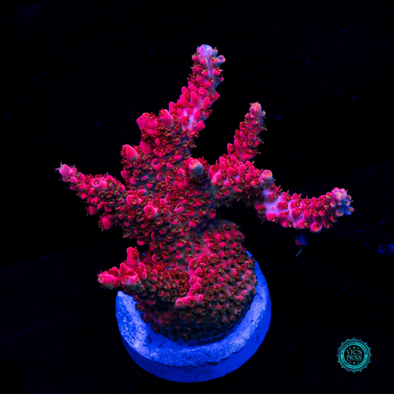 WWC Pantera Rosa Acropora - Daylight Photo
