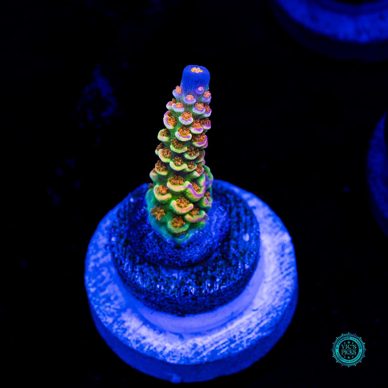POTO Goofy Homewrecker Acropora - Daylight Photo